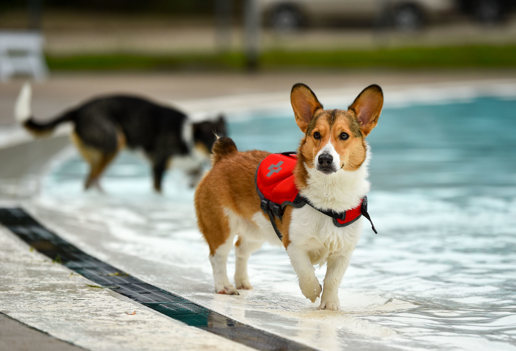 081919-mda-nws-furfriends-014a.JPG